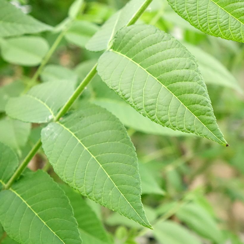 Juglans nigra (Folhagem)