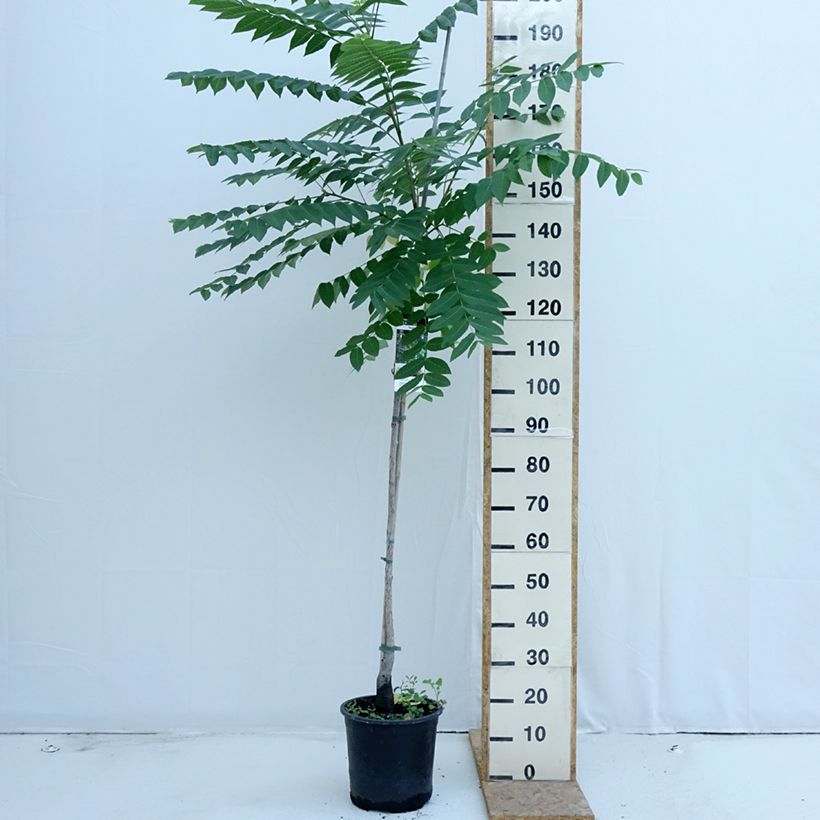 Amostra de Juglans nigra Vaso de 7,5 L/10 L tal como entregue no verão
