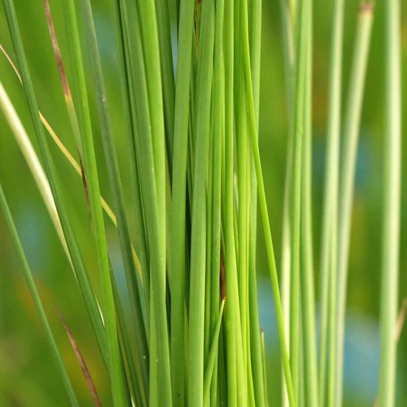 Juncus effusus (Folhagem)