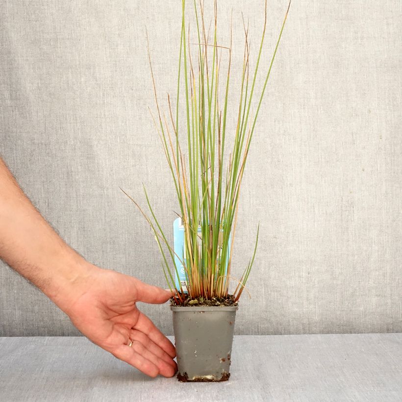 Amostra de Juncus effusus Vaso de 8/9 cm tal como entregue no outono