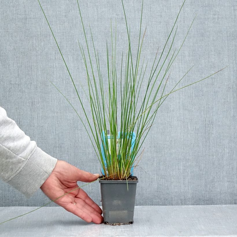 Amostra de Juncus effusus Vaso de 8/9 cm tal como entregue no verão