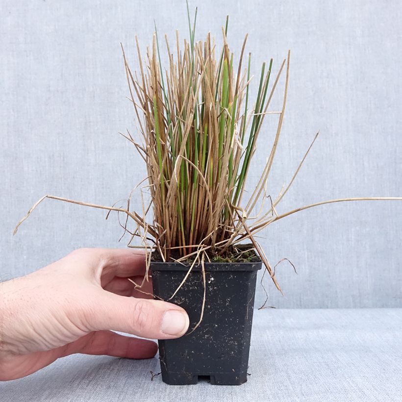Amostra de Juncus effusus - Jonc diffus Godet de 8/9 cm tal como entregue no inverno