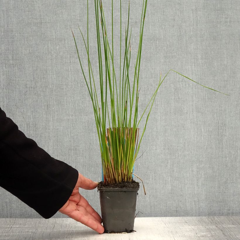 Amostra de Juncus effusus Vaso de 8/9 cm tal como entregue na primavera