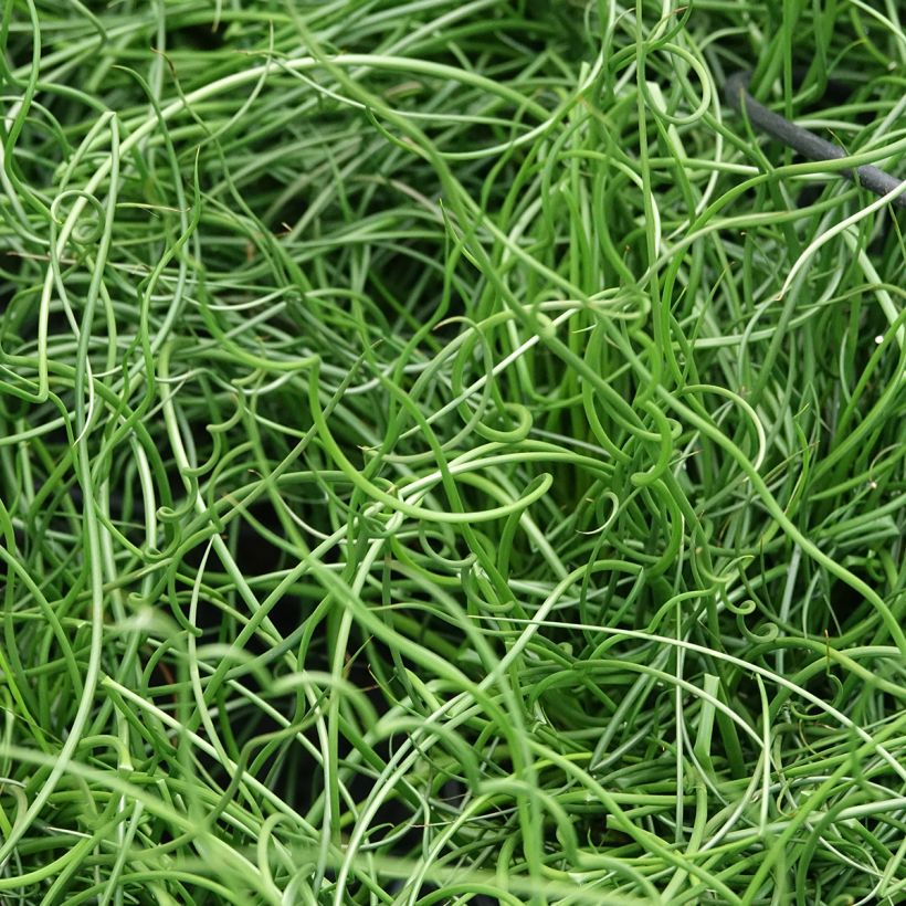 Juncus effusus Spiralis (Folhagem)