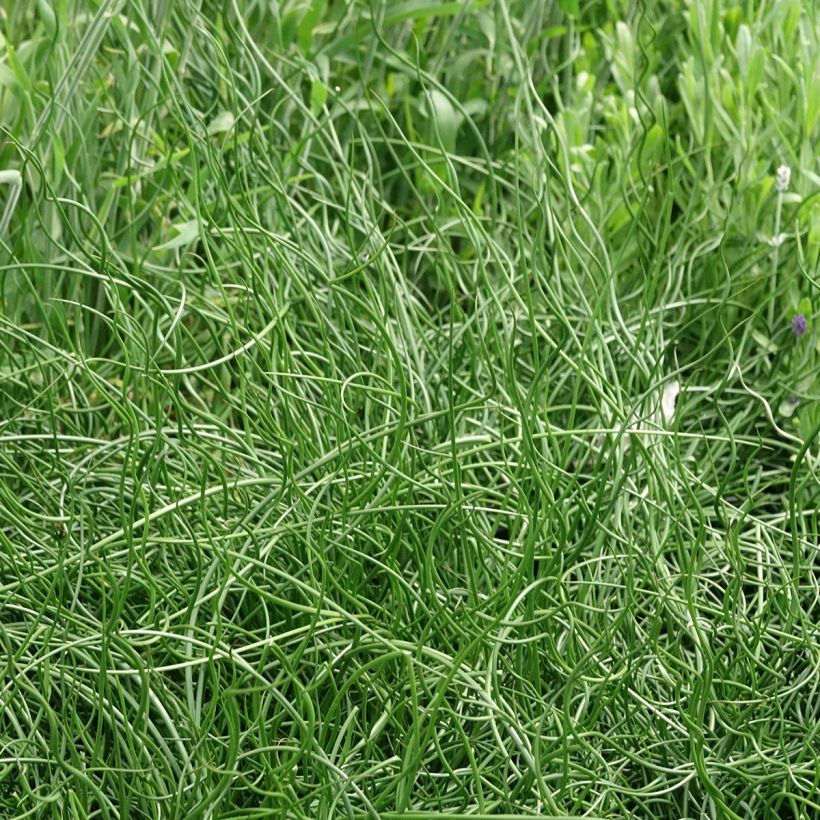 Juncus effusus Spiralis (Hábito)