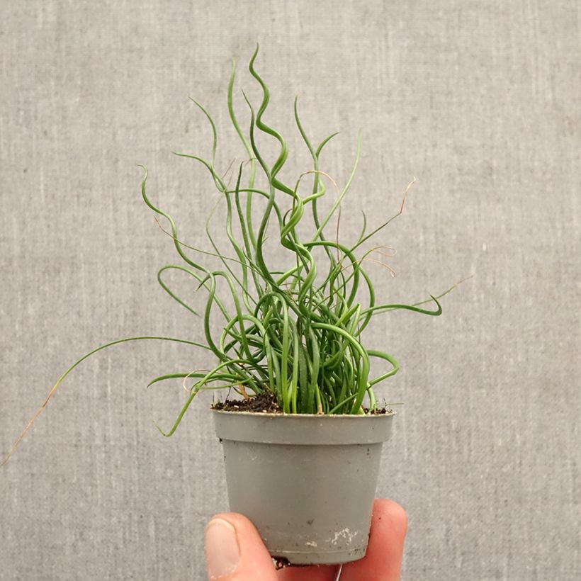 Amostra de Juncus effusus Spiralis Miniplanta tal como entregue na primavera