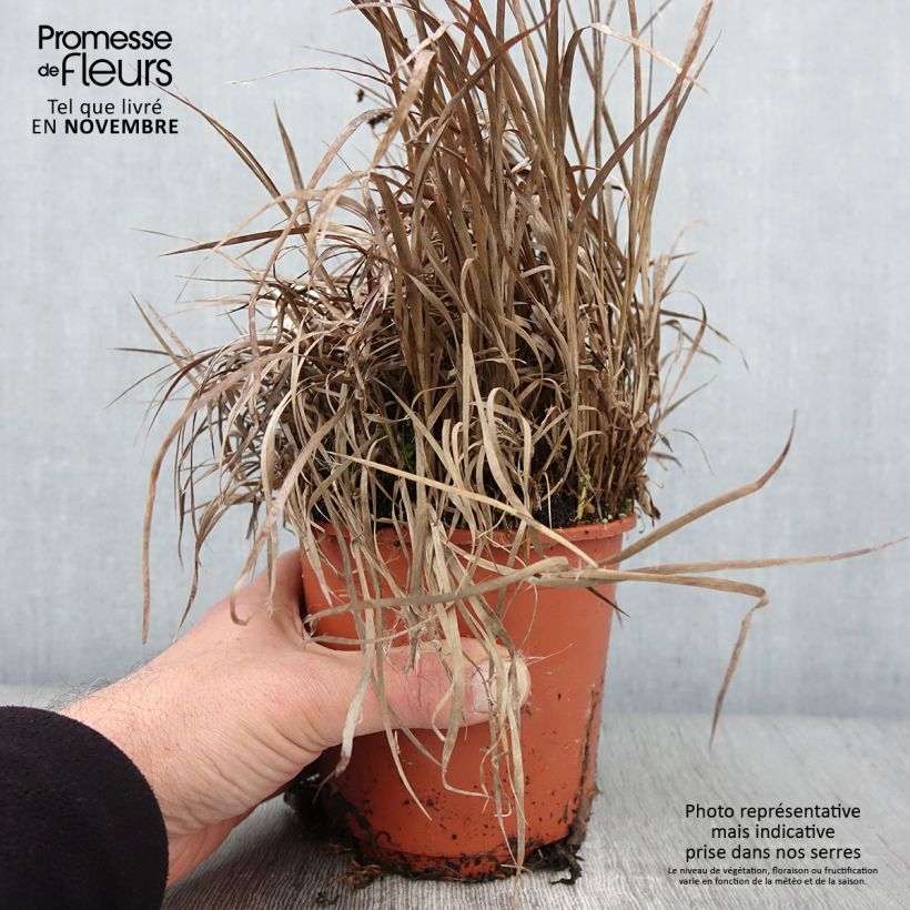 Amostra de Juncus ensifolius Pot de 1L/1,5L tal como entregue no outono