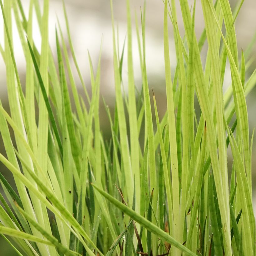 Juncus ensifolius (Folhagem)