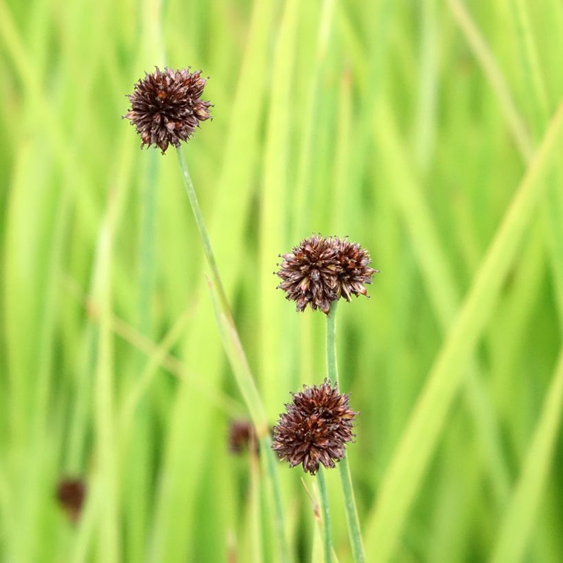 Juncus ensifolius (Floração)