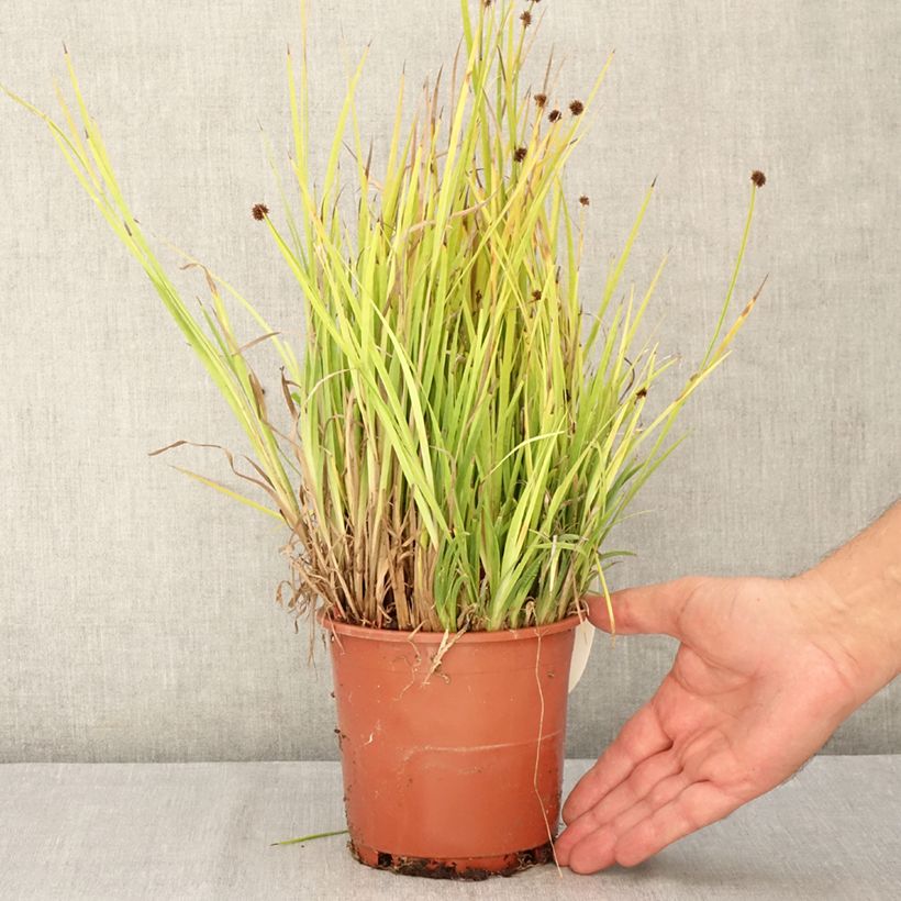 Amostra de Juncus ensifolius Vaso de 1 L/1,5 L tal como entregue no verão