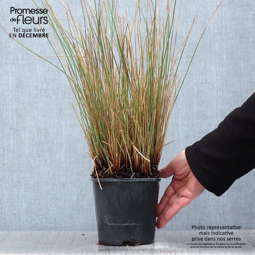 Amostra de Juncus inflexus Blue Arrows - Jonc glauque Pot de 2L/3L tal como entregue no outono