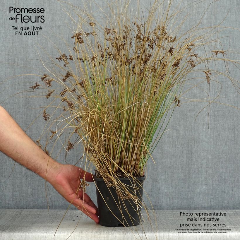Amostra de Juncus inflexus Blue Arrows Vaso de 2 L/3 L tal como entregue no verão
