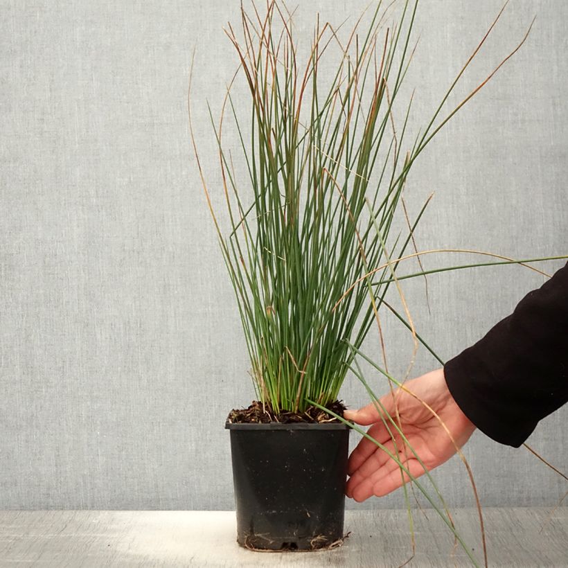 Amostra de Juncus inflexus Blue Arrows Vaso de 2 L/3 L tal como entregue na primavera