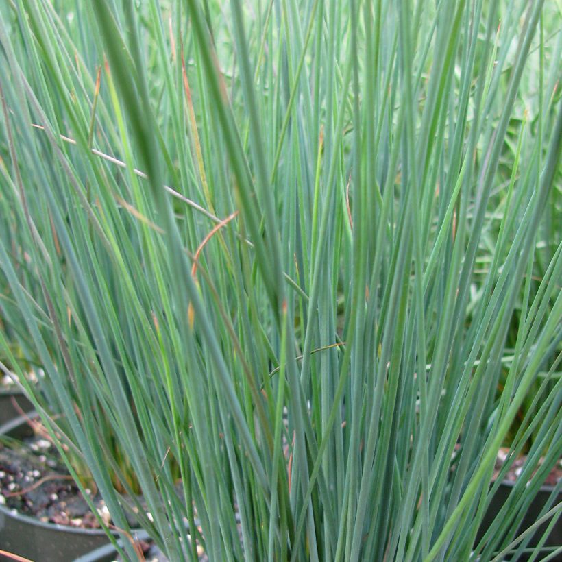 Juncus inflexus Blue Arrows (Folhagem)