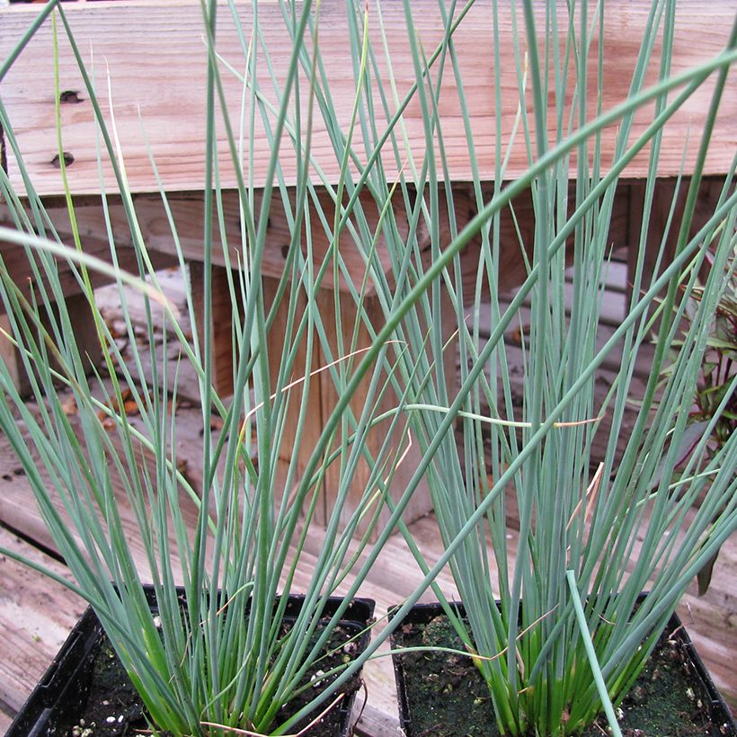 Juncus inflexus Blue Arrows (Hábito)