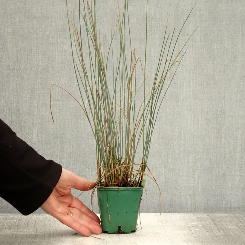 Amostra de Juncus inflexus Blue Dart - Jonc glauque Godet de 8/9 cm tal como entregue no outono