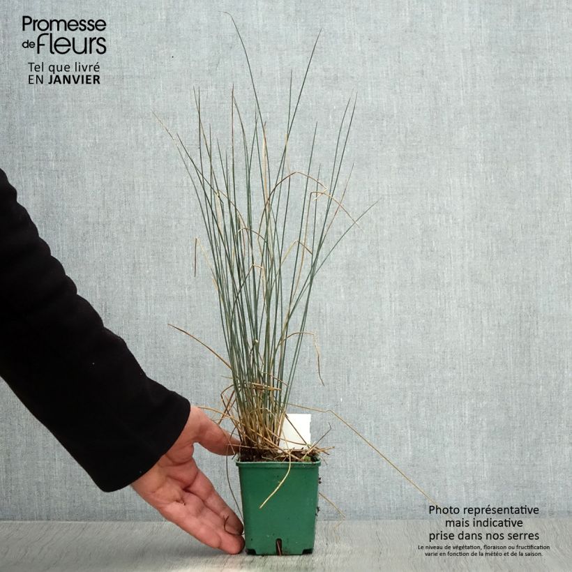 Amostra de Juncus inflexus Blue Dart Vaso de 8/9 cm tal como entregue no inverno