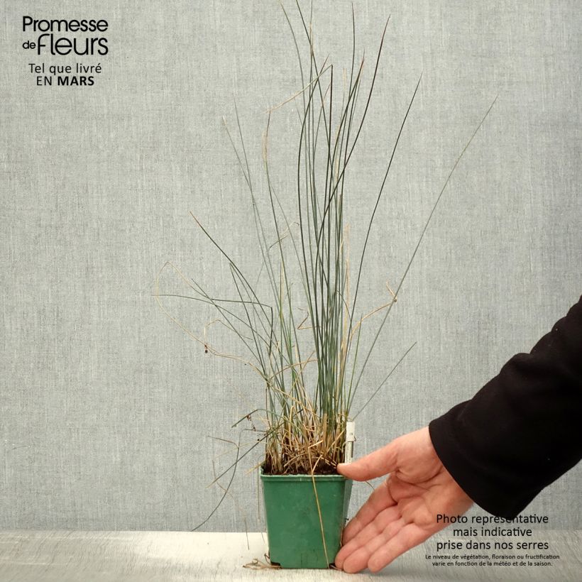 Amostra de Juncus inflexus Blue Dart Vaso de 8/9 cm tal como entregue na primavera