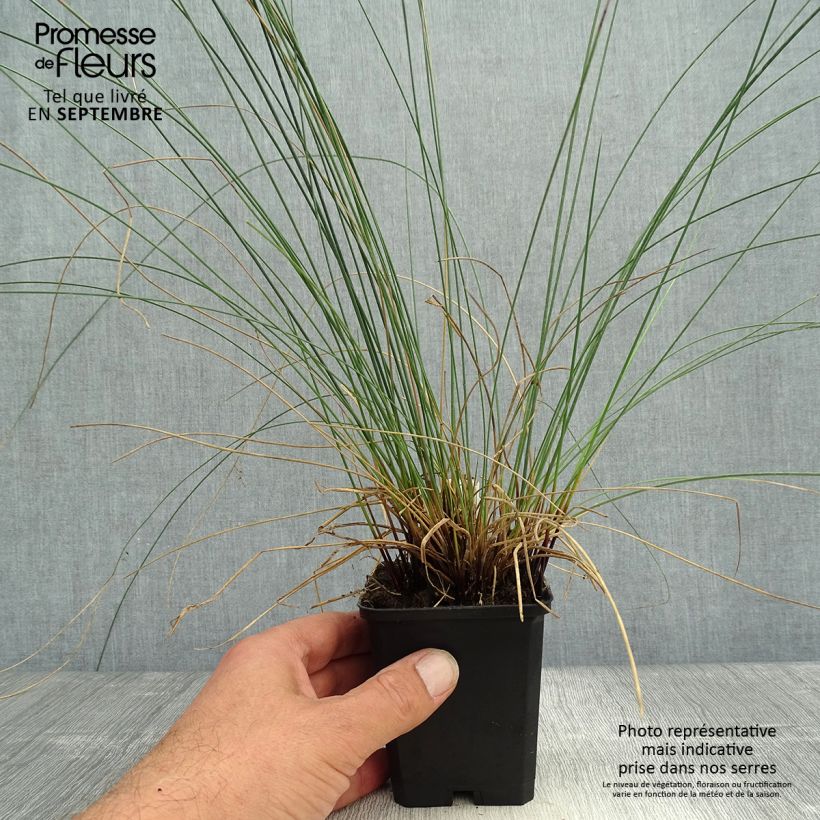 Amostra de Juncus inflexus Vaso de 8/9 cm tal como entregue no outono