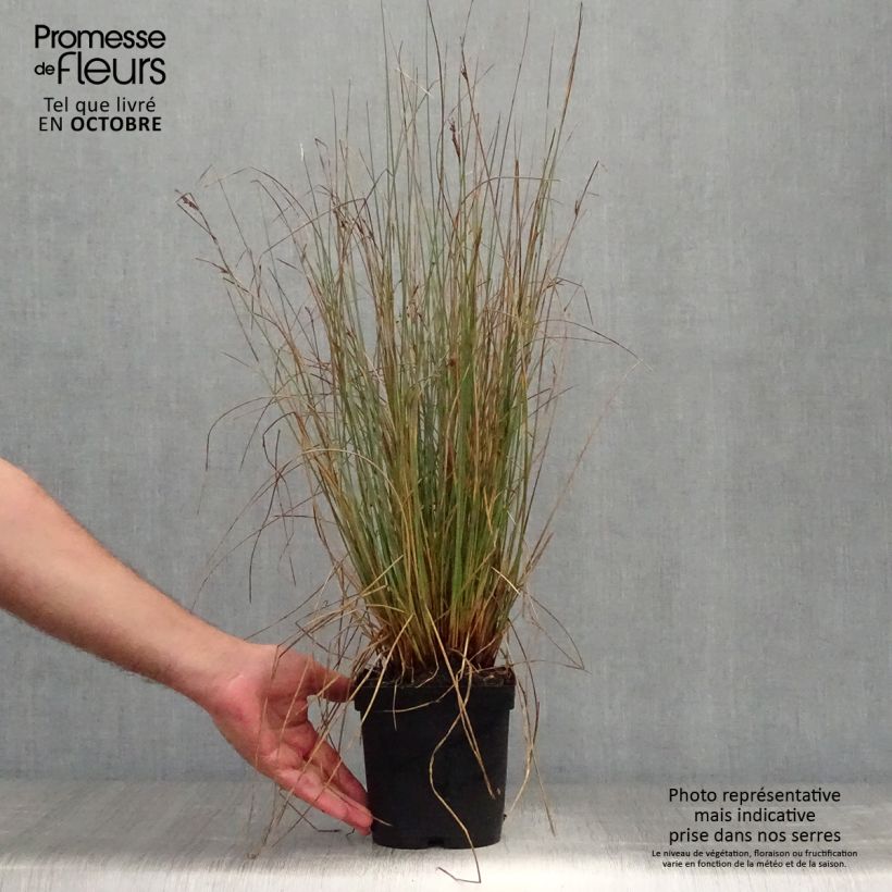 Amostra de Juncus inflexus Vaso de 2 L/3 L tal como entregue no outono