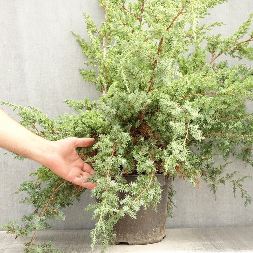 Amostra de Juniperus chinensis Blue Alps Vaso de 7,5 L/10 L tal como entregue no verão