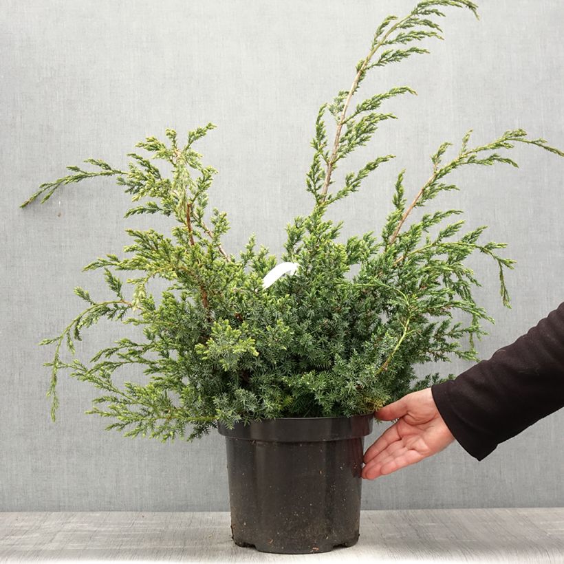 Amostra de Juniperus chinensis Blue Alps Vaso de 7,5 L/10 L tal como entregue na primavera