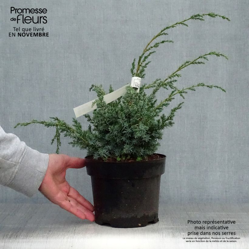 Amostra de Juniperus chinensis Blue Alps Vaso de 2 L/3 L tal como entregue no outono