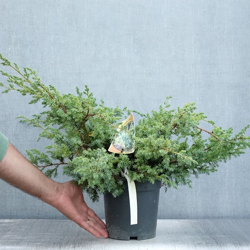 Amostra de Juniperus chinensis Blue Alps Vaso de 2 L/3 L tal como entregue no verão