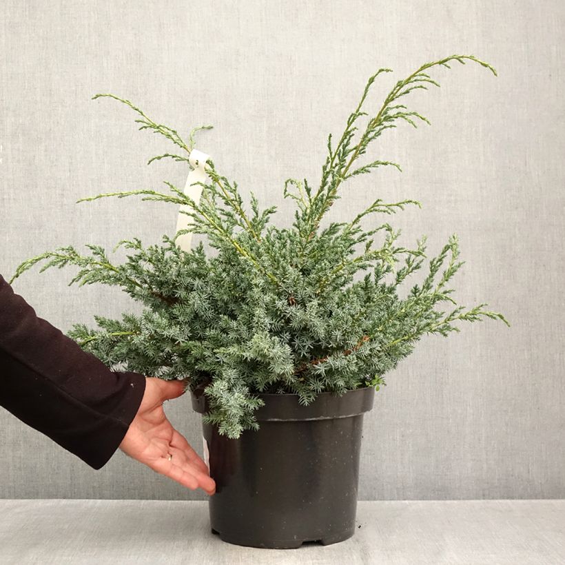 Amostra de Juniperus chinensis Blue Alps Vaso de 7,5 L/10 L tal como entregue no outono