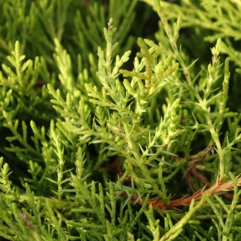 Juniperus pfitzeriana Golden Saucer (Folhagem)