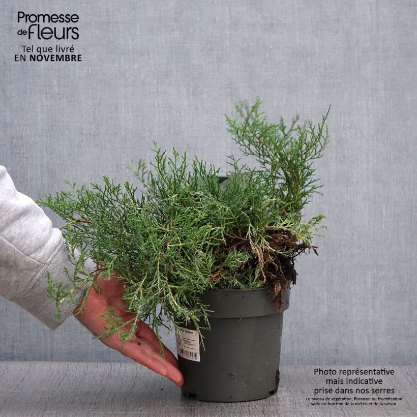 Amostra de Juniperus pfitzeriana Golden Saucer Vaso de 2 L/3 L tal como entregue no outono