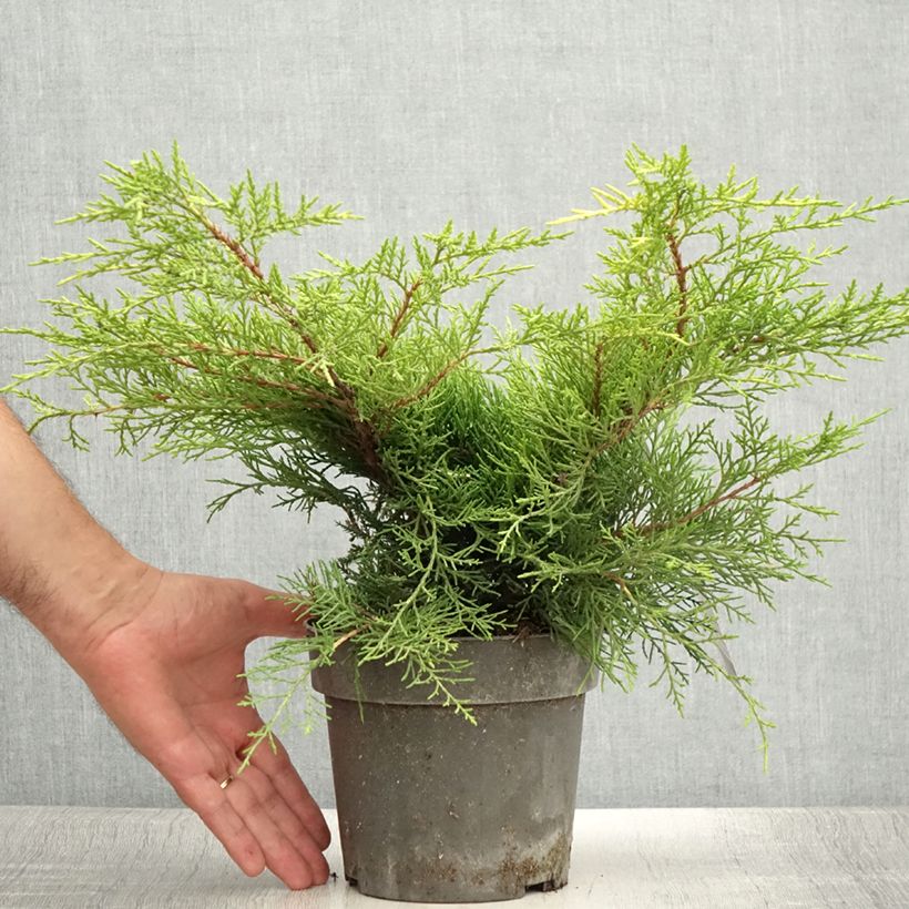 Amostra de Juniperus pfitzeriana Golden Saucer Vaso de 2 L/3 L tal como entregue no verão