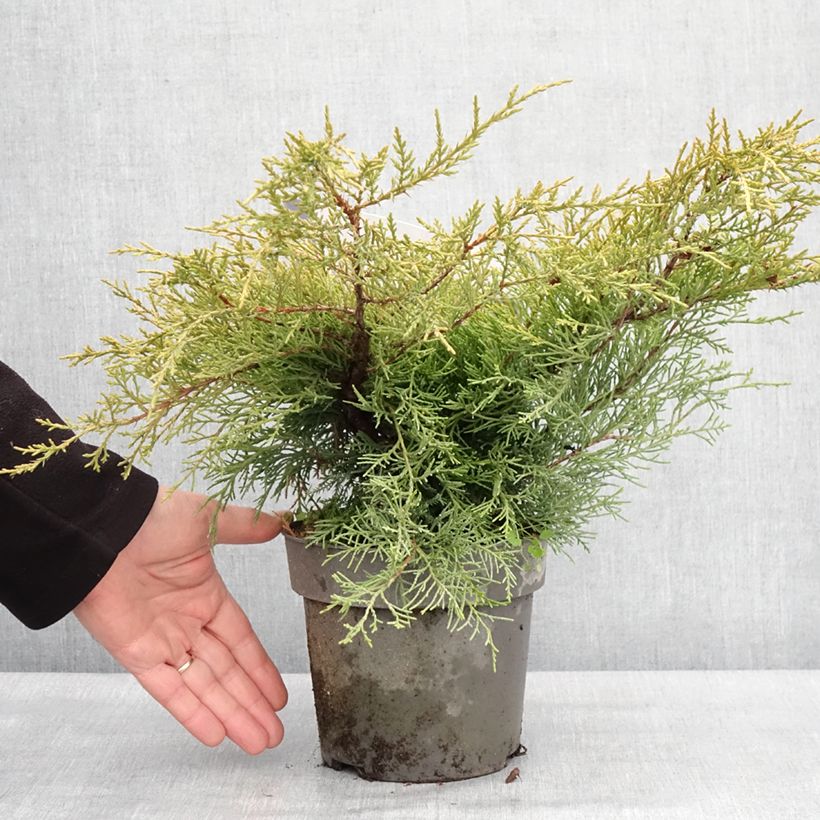 Amostra de Juniperus chinensis Golden Saucer - Genévrier hybride Vaso de 2 L/3 L tal como entregue no inverno