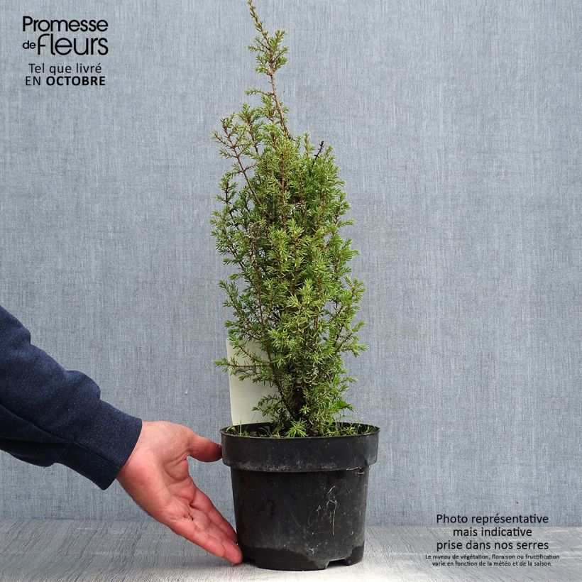 Amostra de Juniperus communis Arnold Vaso de 2 L/3 L tal como entregue no outono
