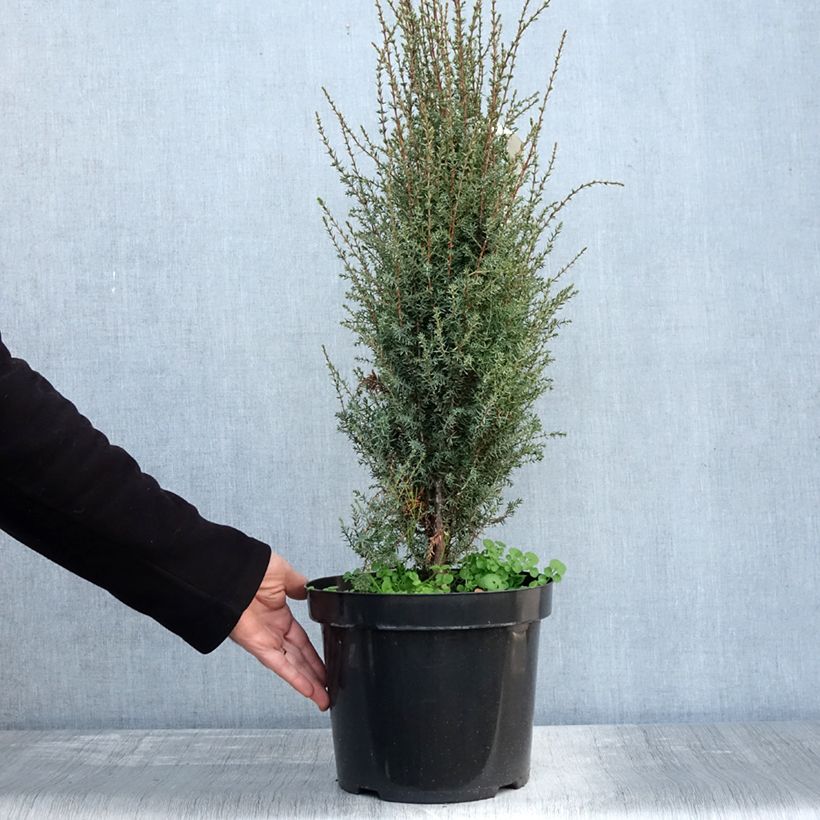 Amostra de Juniperus communis Arnold - Genévrier commun Pot de 7,5L/10L tal como entregue no outono
