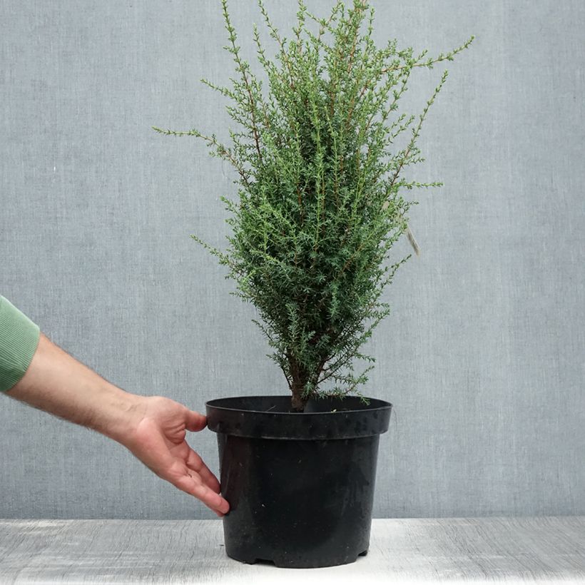 Amostra de Juniperus communis Arnold Vaso de 7,5 L/10 L tal como entregue no verão