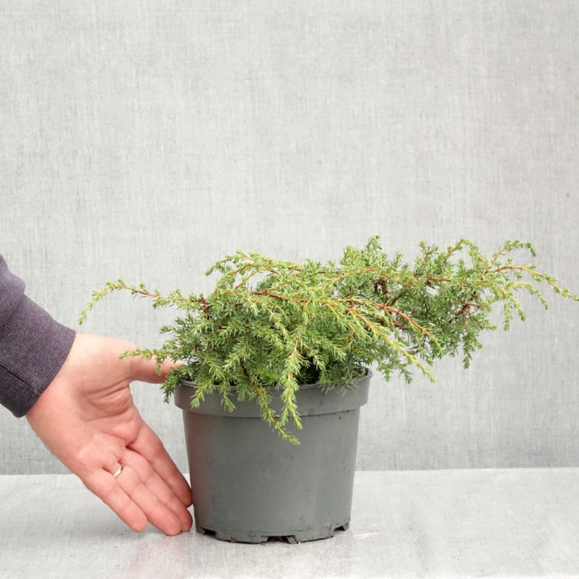 Amostra de Juniperus communis Hornibrookii Vaso de 1,5 L/2 L tal como entregue no outono