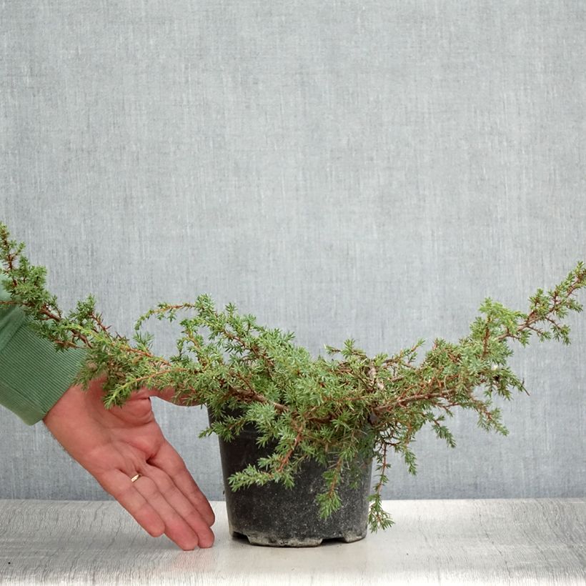 Amostra de Juniperus communis Hornibrookii Vaso de 1,5 L/2 L tal como entregue no verão