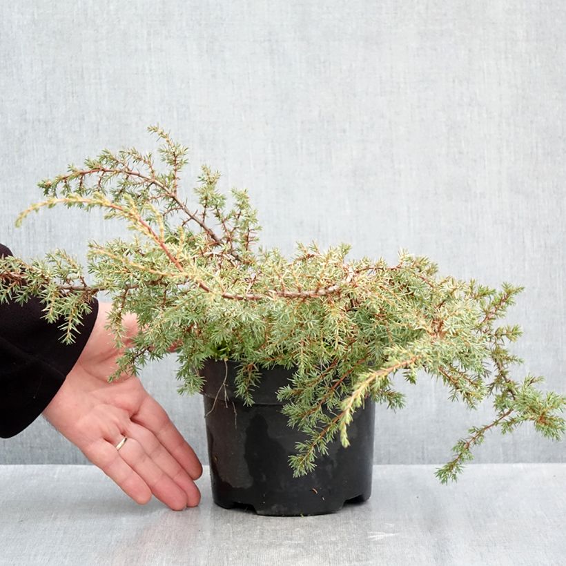 Amostra de Juniperus communis Hornibrookii Vaso de 2 L/3 L tal como entregue no outono