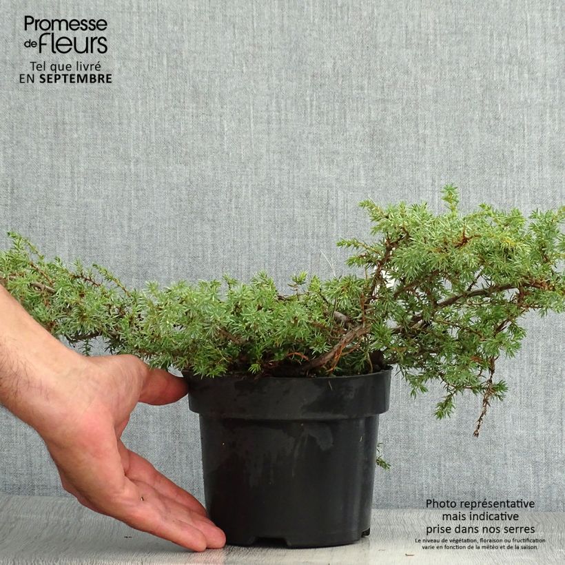 Amostra de Juniperus communis Hornibrookii Vaso de 2 L/3 L tal como entregue no verão