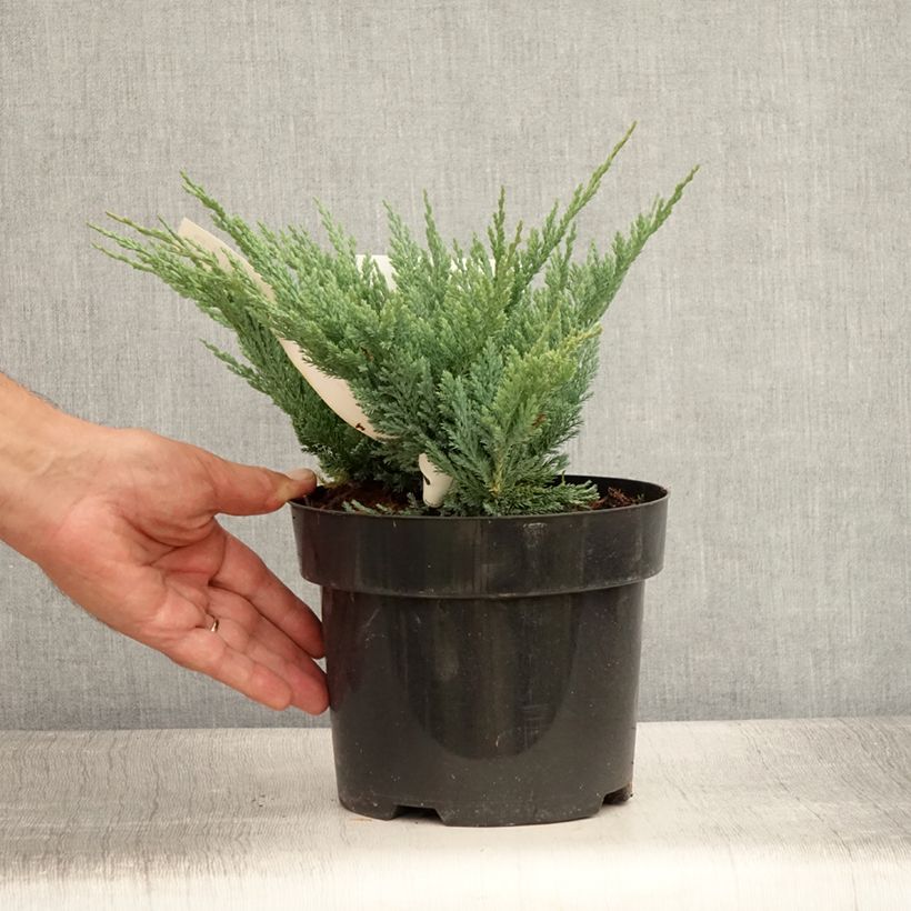 Amostra de Juniperus horizontalis Blue Chip Vaso de 2 L/3 L, Haste alta tal como entregue no verão