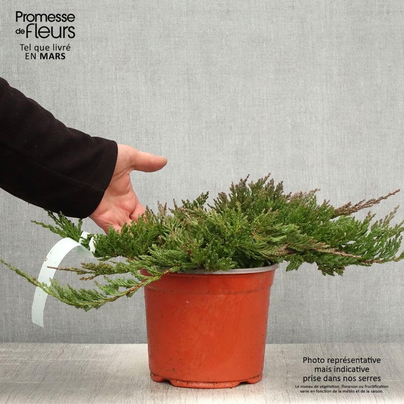 Amostra de Juniperus horizontalis Blue Chip Vaso de 2 L/3 L, Haste alta tal como entregue na primavera