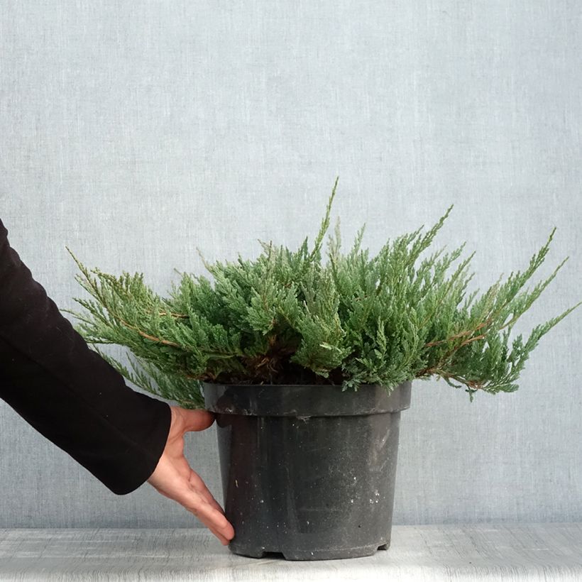 Amostra de Juniperus horizontalis Blue Chip Vaso de 7,5 L/10 L, Haste alta tal como entregue no outono