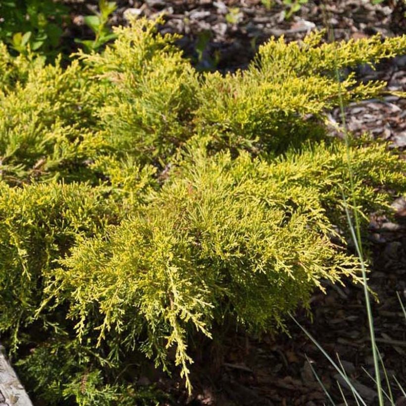 Juniperus pfitzeriana Goldkissen (Folhagem)