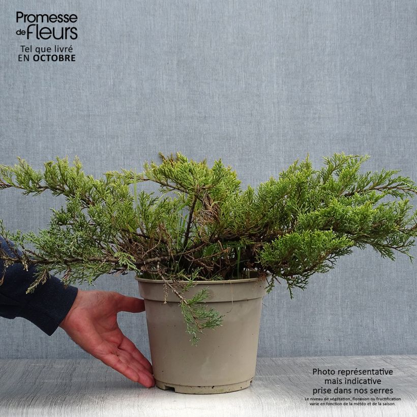 Amostra de Juniperus sabina Rockery Gem - Genévrier sabine                   Vaso de 4 L/5 L tal como entregue no outono