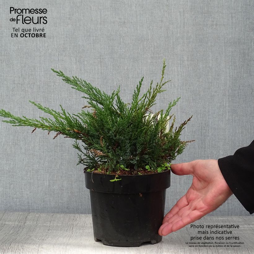 Amostra de Juniperus sabina Tamariscifolia Vaso de 2 L/3 L tal como entregue no outono
