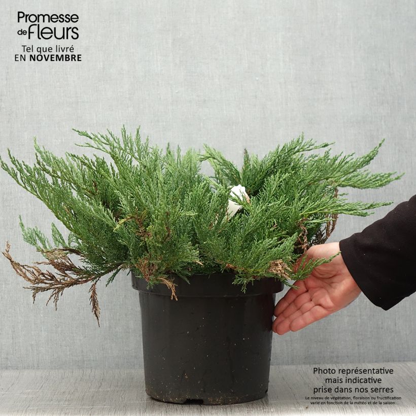 Amostra de Juniperus sabina Tamariscifolia Vaso de 7,5 L/10 L tal como entregue no outono