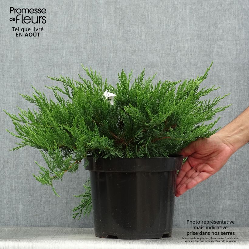 Amostra de Juniperus sabina Tamariscifolia Vaso de 7,5 L/10 L tal como entregue no verão