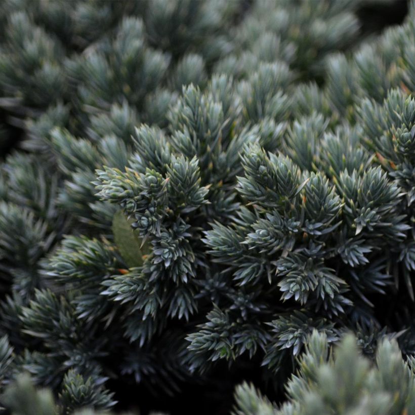 Juniperus squamata Blue Star (Folhagem)
