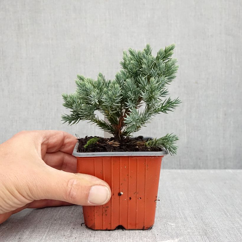 Amostra de Juniperus squamata Blue Star Vaso de 8/9 cm tal como entregue no outono